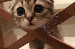 25 Cute And Funny Cat Pictures For Cat Parents