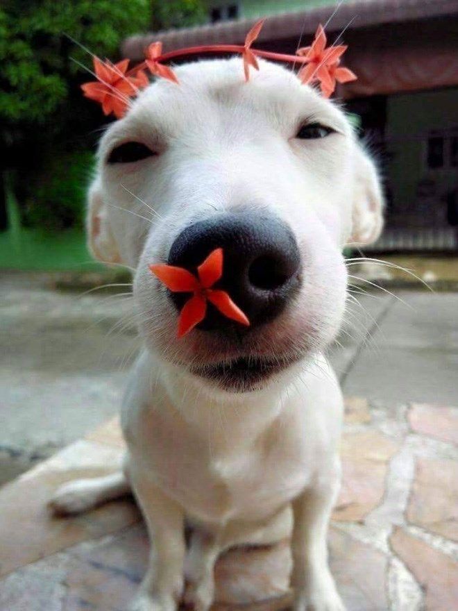 20 Of The Cutest Dog Pictures You Absolutely Must See