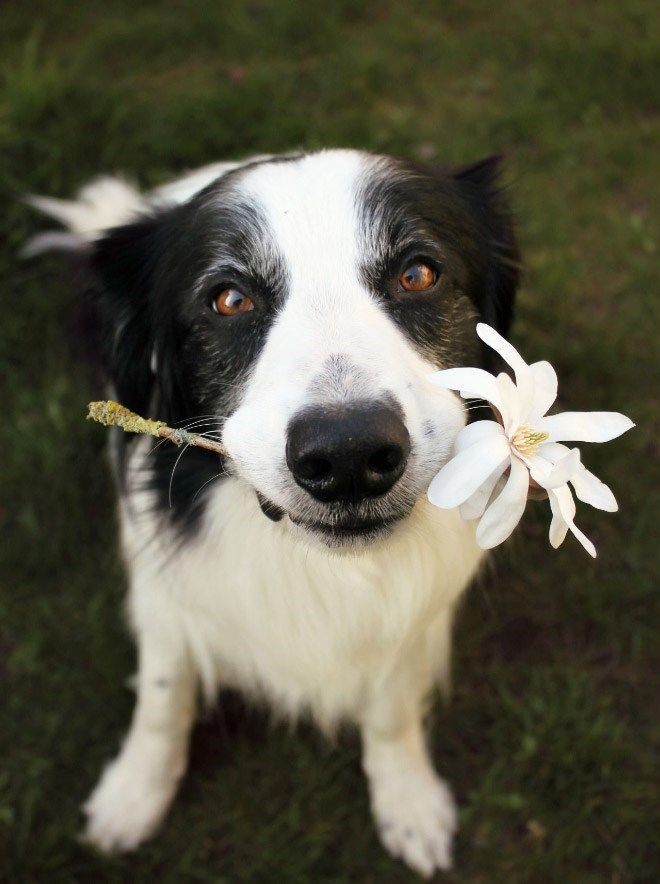 20 Of The Cutest Dog Pictures You Absolutely Must See