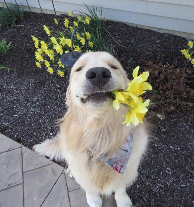 20 Of The Cutest Dog Pictures You Absolutely Must See