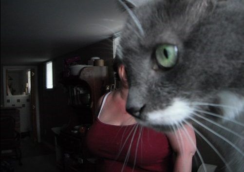 20 Epic Photo Bombs