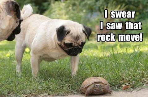 20 Of The Cutest Dog Pictures You Absolutely Must See