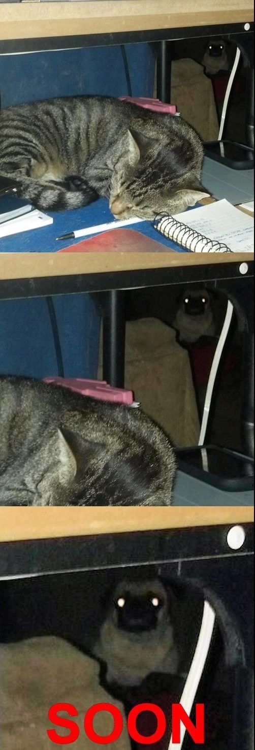 20 Epic Photo Bombs