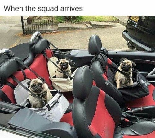 20 Of The Cutest Dog Pictures You Absolutely Must See
