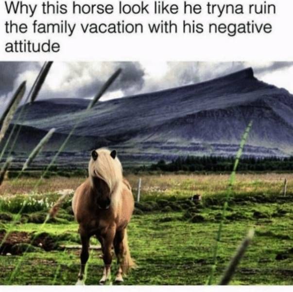30 Great Summer Memes To Get Your Summer Going