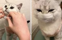 30 Amazing Memes About Pets And Animals