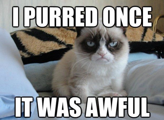 30 Hysterical Cat Memes You Must See