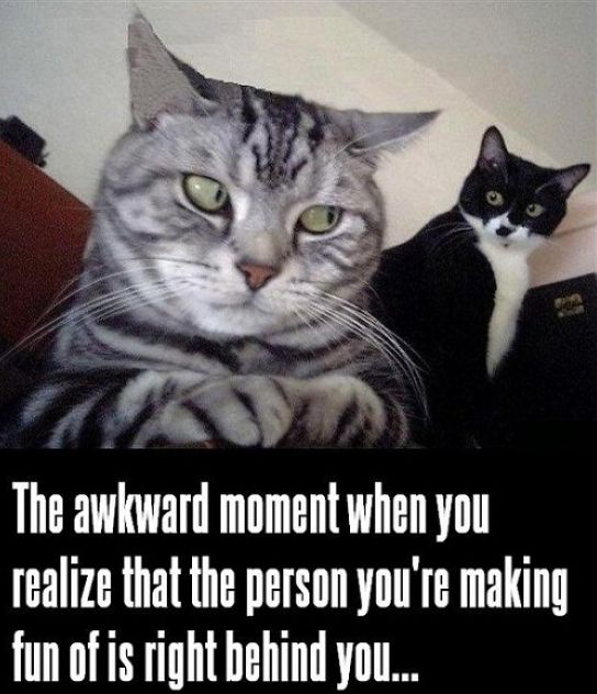 30 Hysterical Cat Memes You Must See