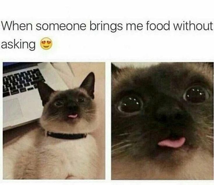 30 Great Cat Memes For All The Cat Lovers Out There