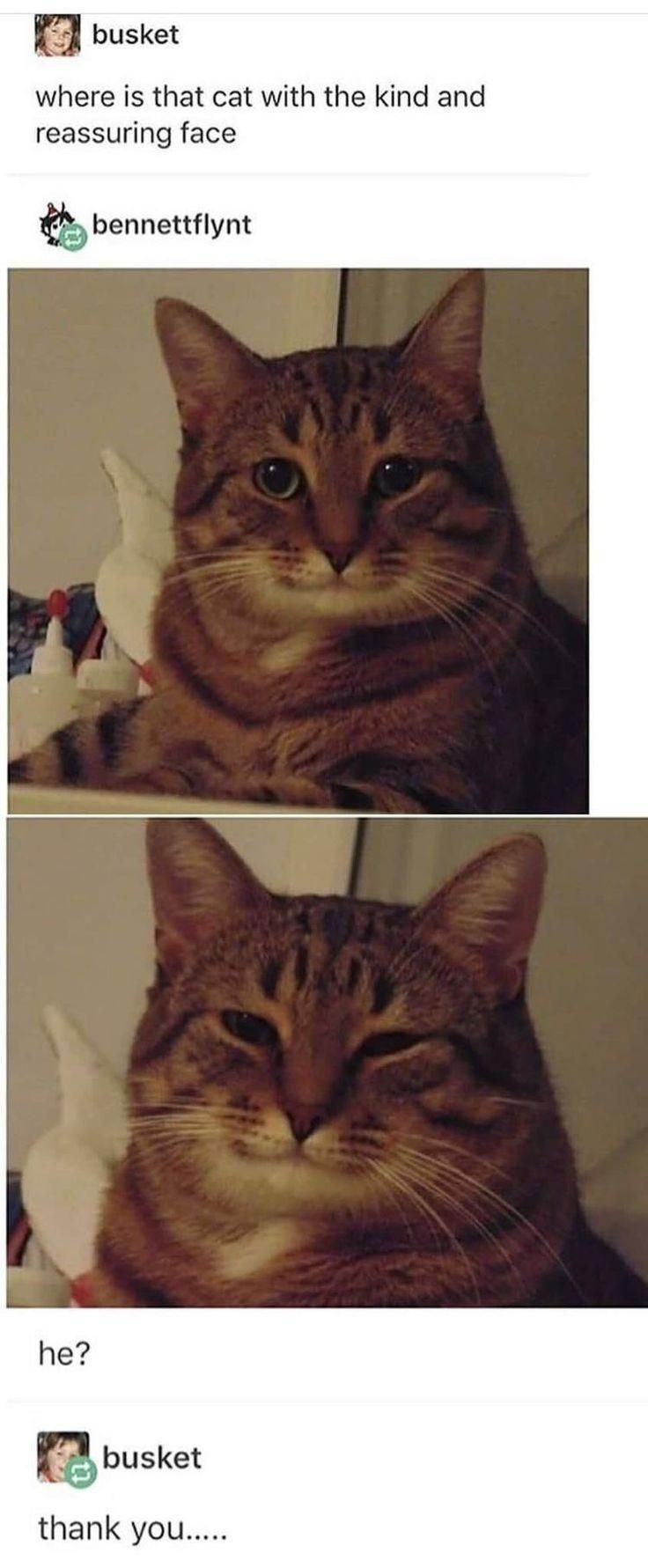 30 Great Cat Memes For All The Cat Lovers Out There