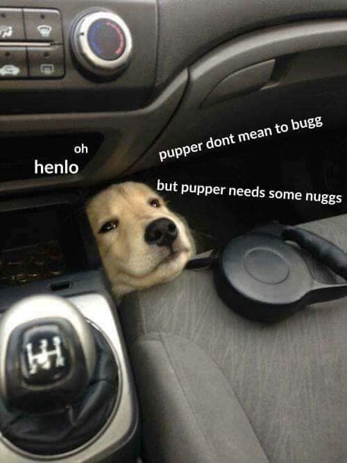 30 Adorable Dog Memes To Laugh At