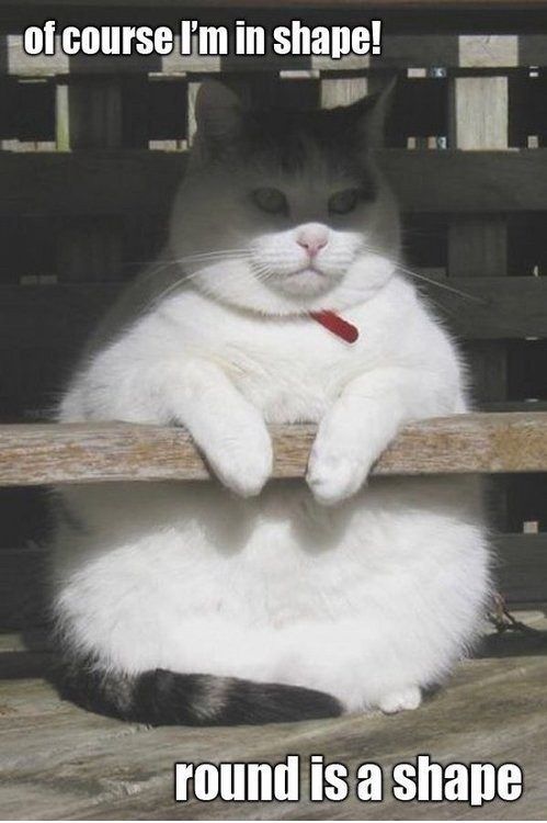 30 Hysterical Cat Memes You Must See