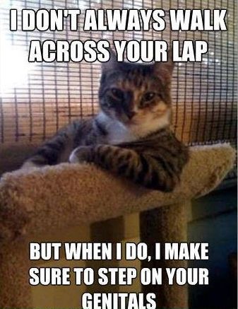 30 Hysterical Cat Memes You Must See