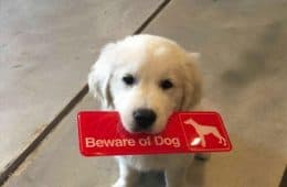 30 Extremely Cute Dog Memes To Start Your Day With