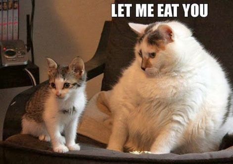 30 Hysterical Cat Memes You Must See