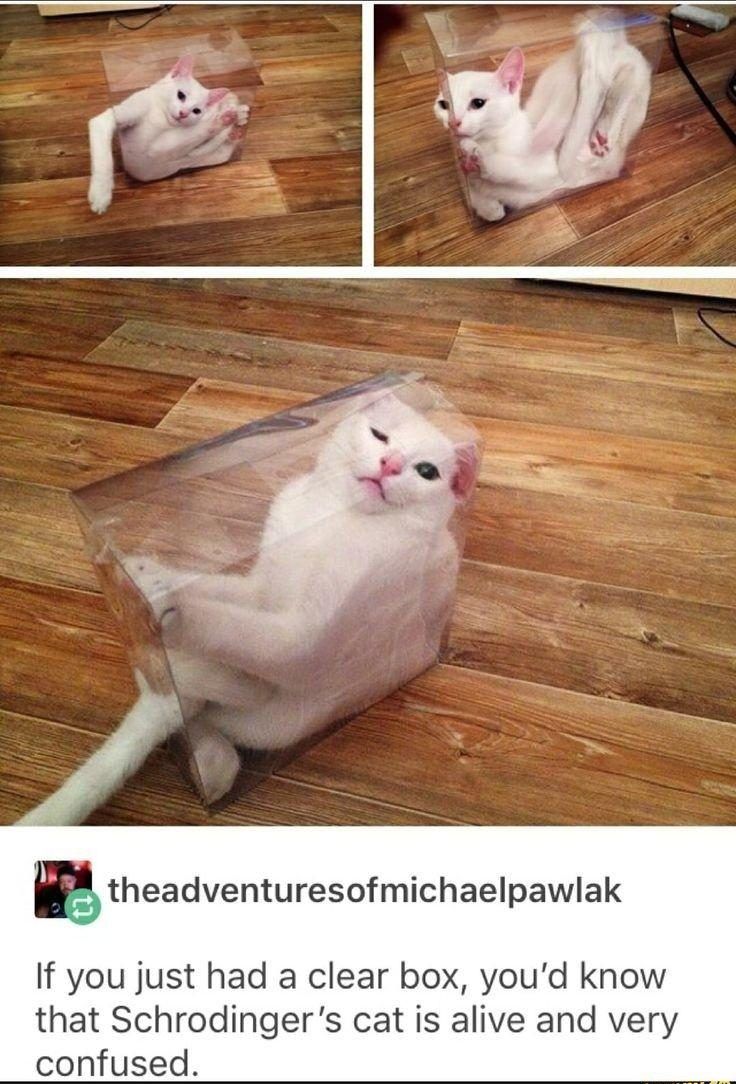 30 Great Cat Memes For All The Cat Lovers Out There