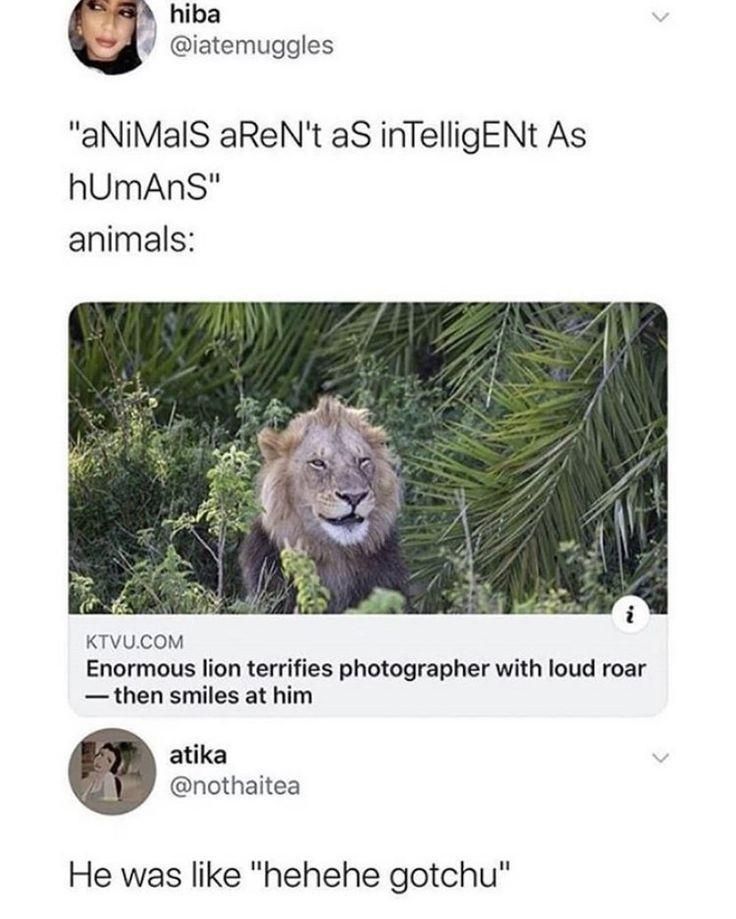 30 Great Cat Memes For All The Cat Lovers Out There