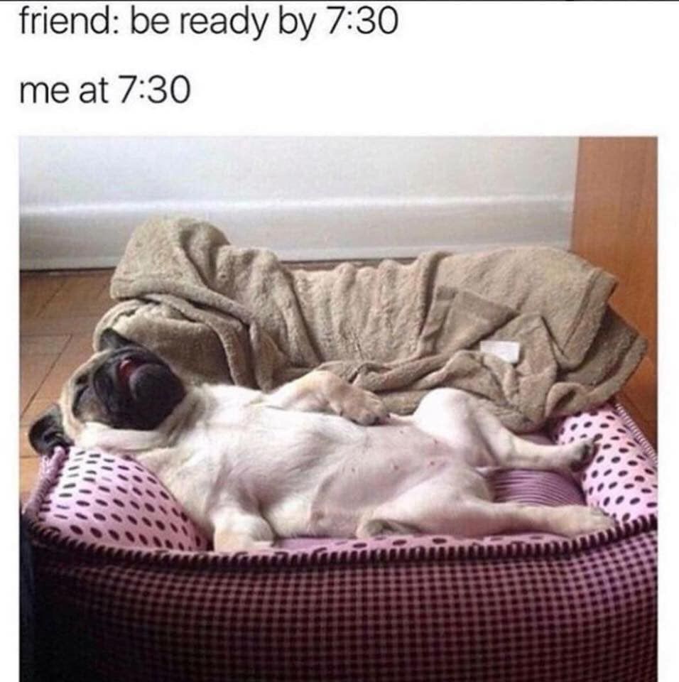 30 Adorable Dog Memes To Laugh At