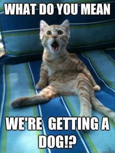 30 Hysterical Cat Memes You Must See