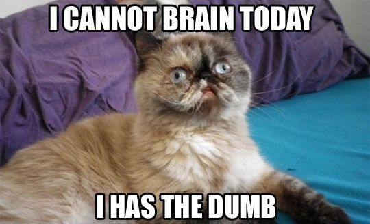 30 Hysterical Cat Memes You Must See
