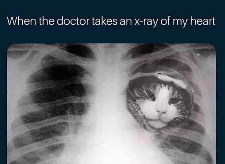 30 Great Cat Memes For All The Cat Lovers Out There