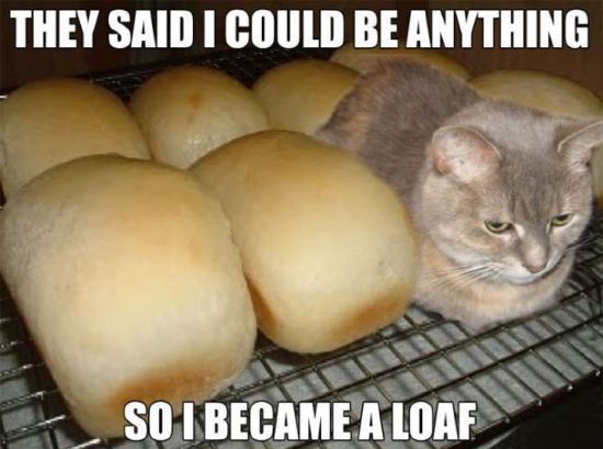 30 Hysterical Cat Memes You Must See