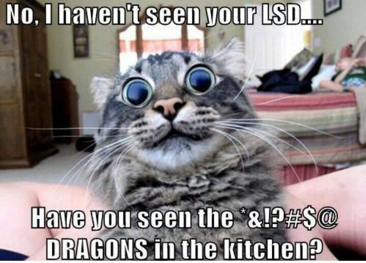 30 Hysterical Cat Memes You Must See