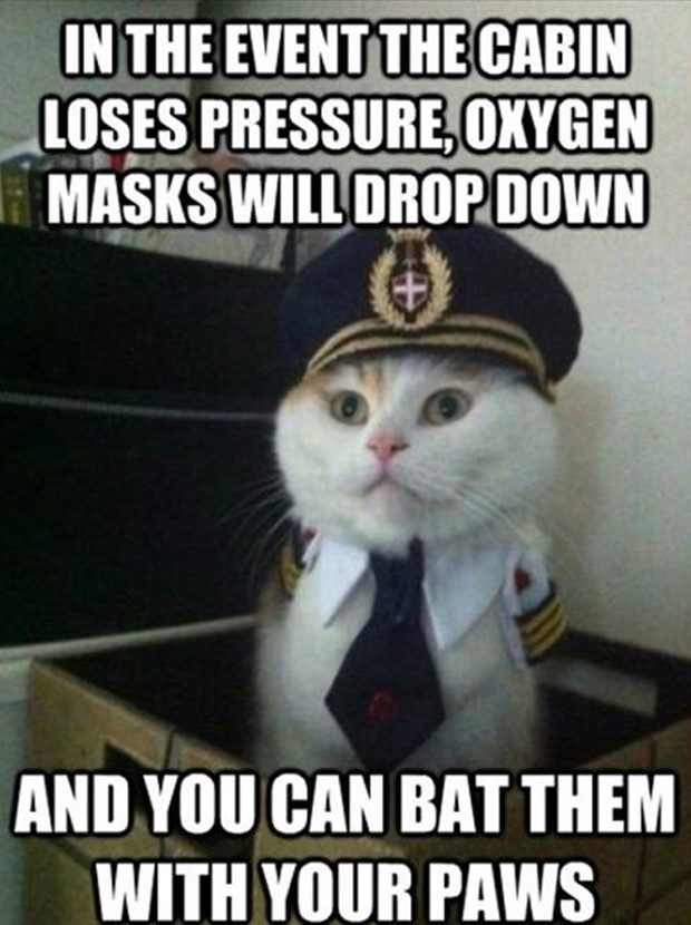 30 Hysterical Cat Memes You Must See