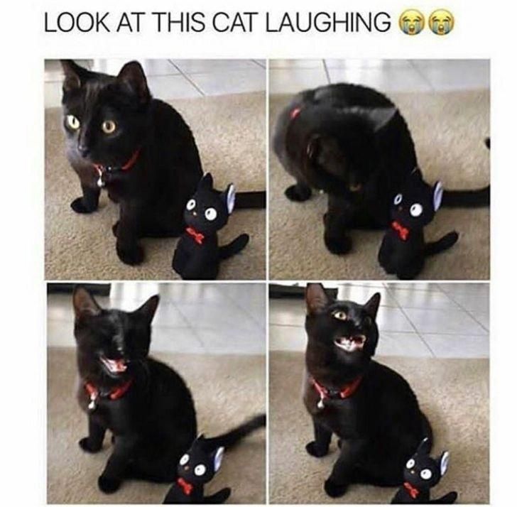 30 Great Cat Memes For All The Cat Lovers Out There