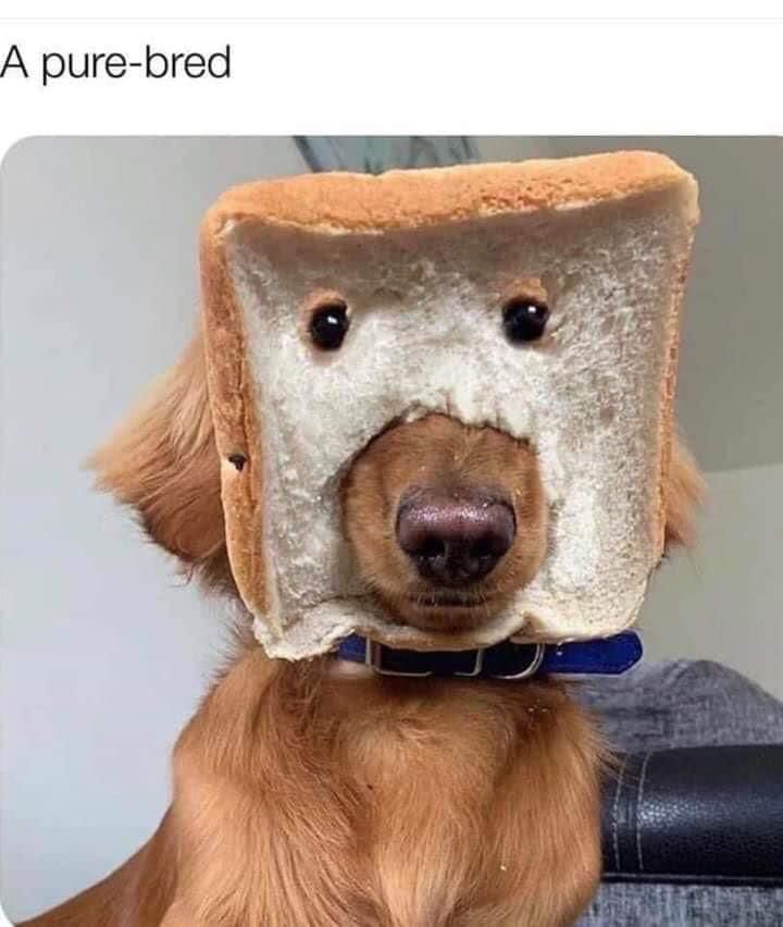 30 Adorable Dog Memes To Laugh At