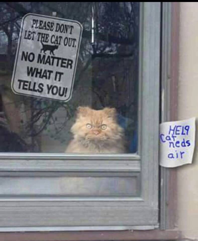 30 Amazing Memes About Pets And Animals