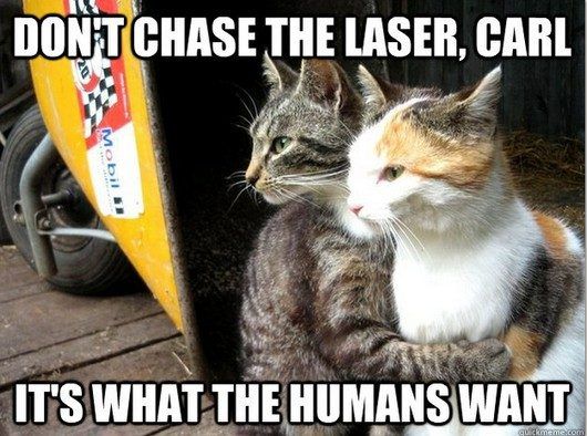 30 Hysterical Cat Memes You Must See
