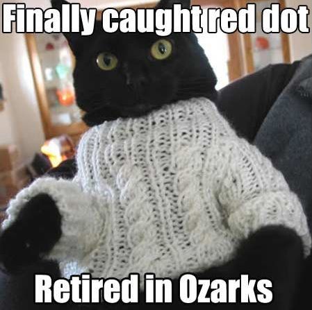30 Hysterical Cat Memes You Must See