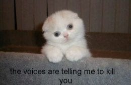 30 Hysterical Cat Memes You Must See