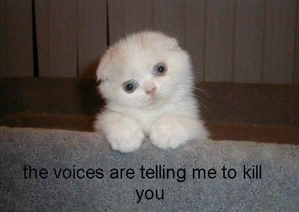 30 Hysterical Cat Memes You Must See
