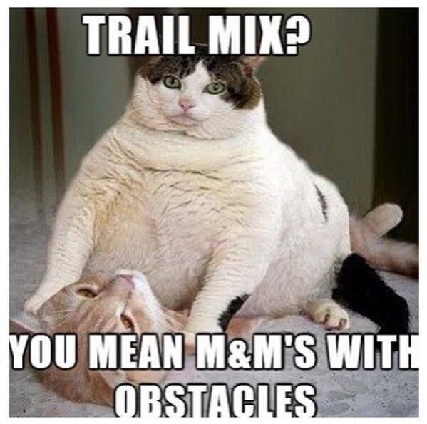 30 Hysterical Cat Memes You Must See
