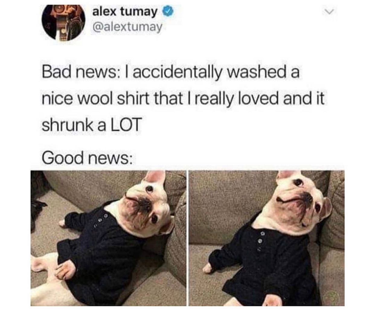 30 Adorable Dog Memes To Laugh At