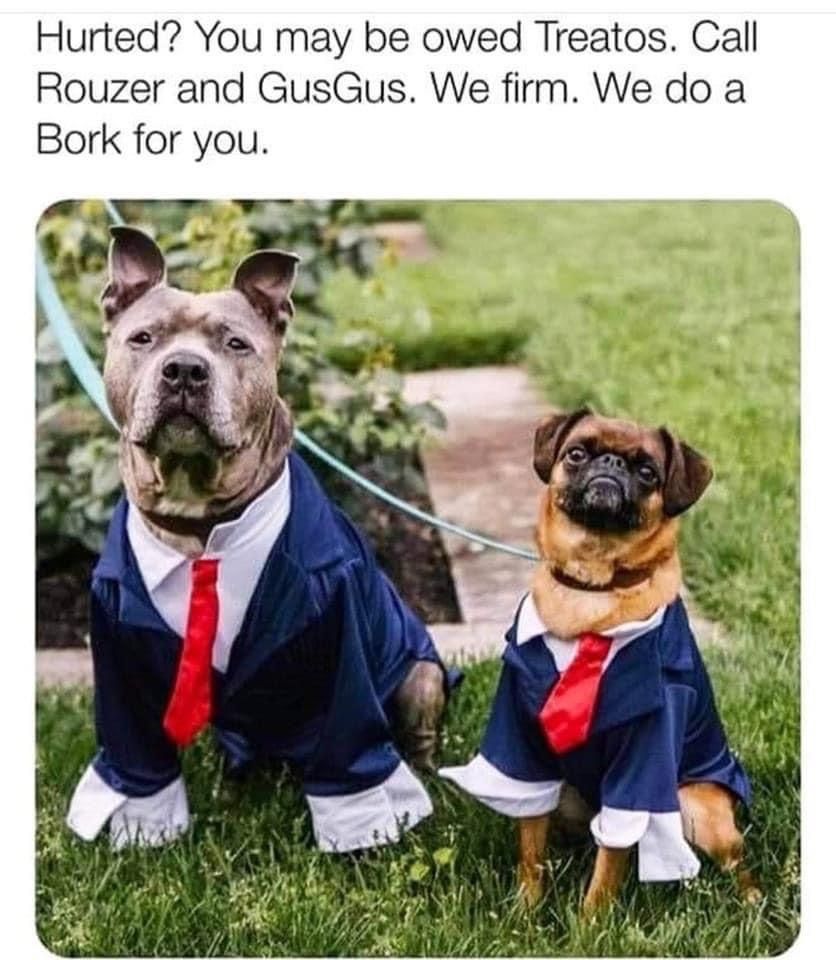 30 Adorable Dog Memes To Laugh At