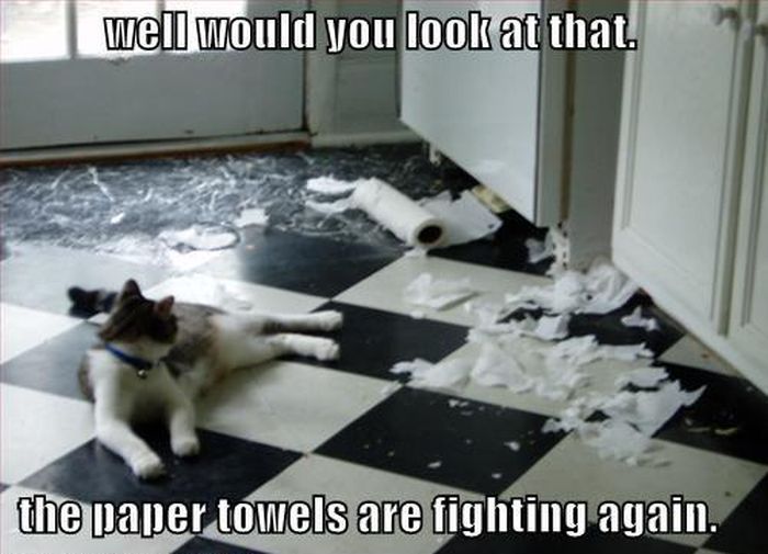 30 Hysterical Cat Memes You Must See