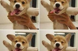 34 Priceless Pictures Of Cute Smiling Dogs