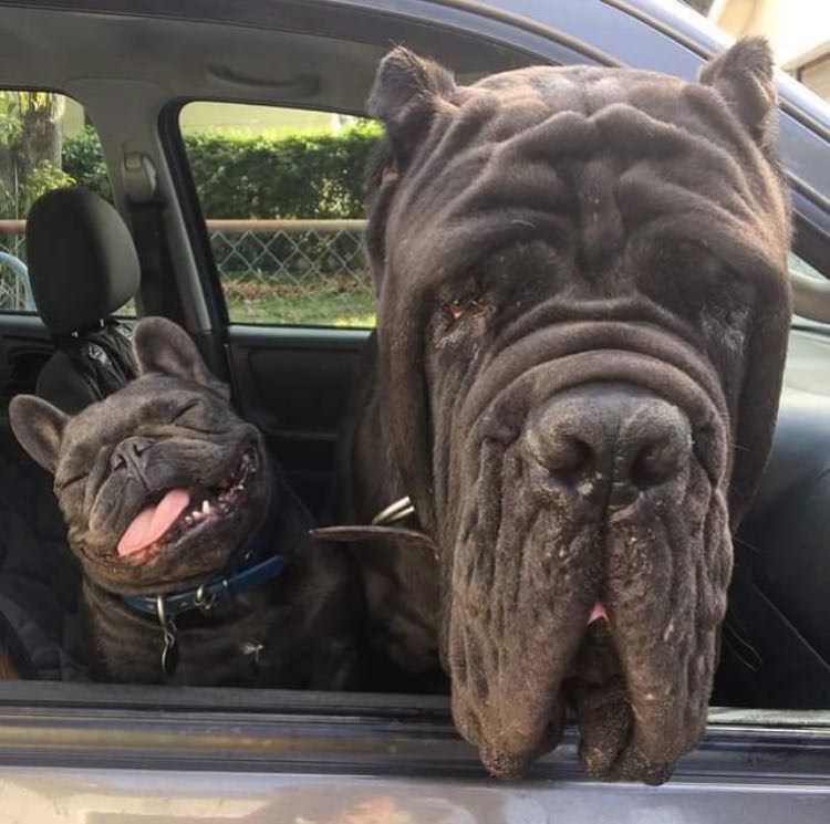 34 Priceless Pictures Of Cute Smiling Dogs