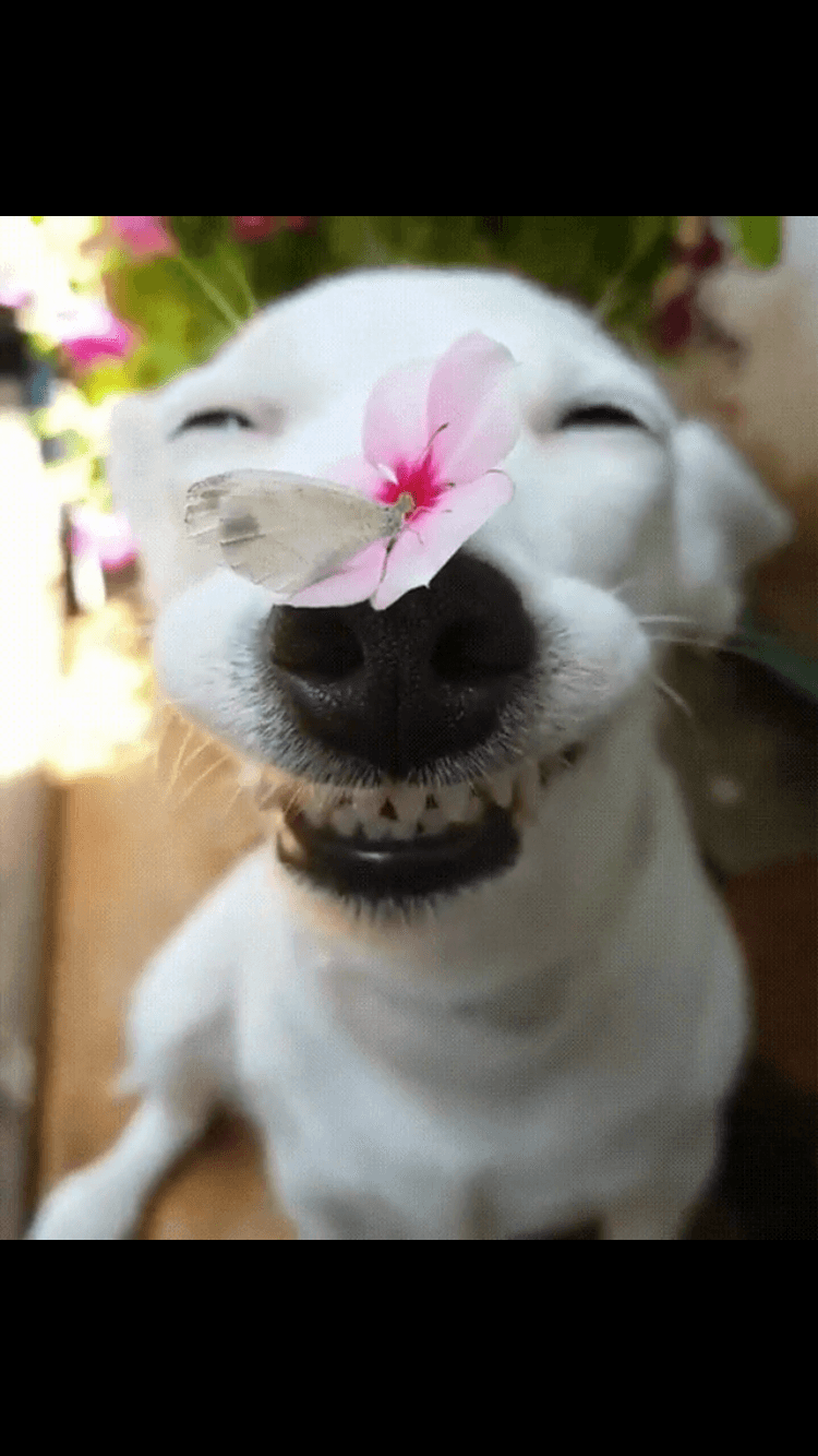 34 Priceless Pictures Of Cute Smiling Dogs