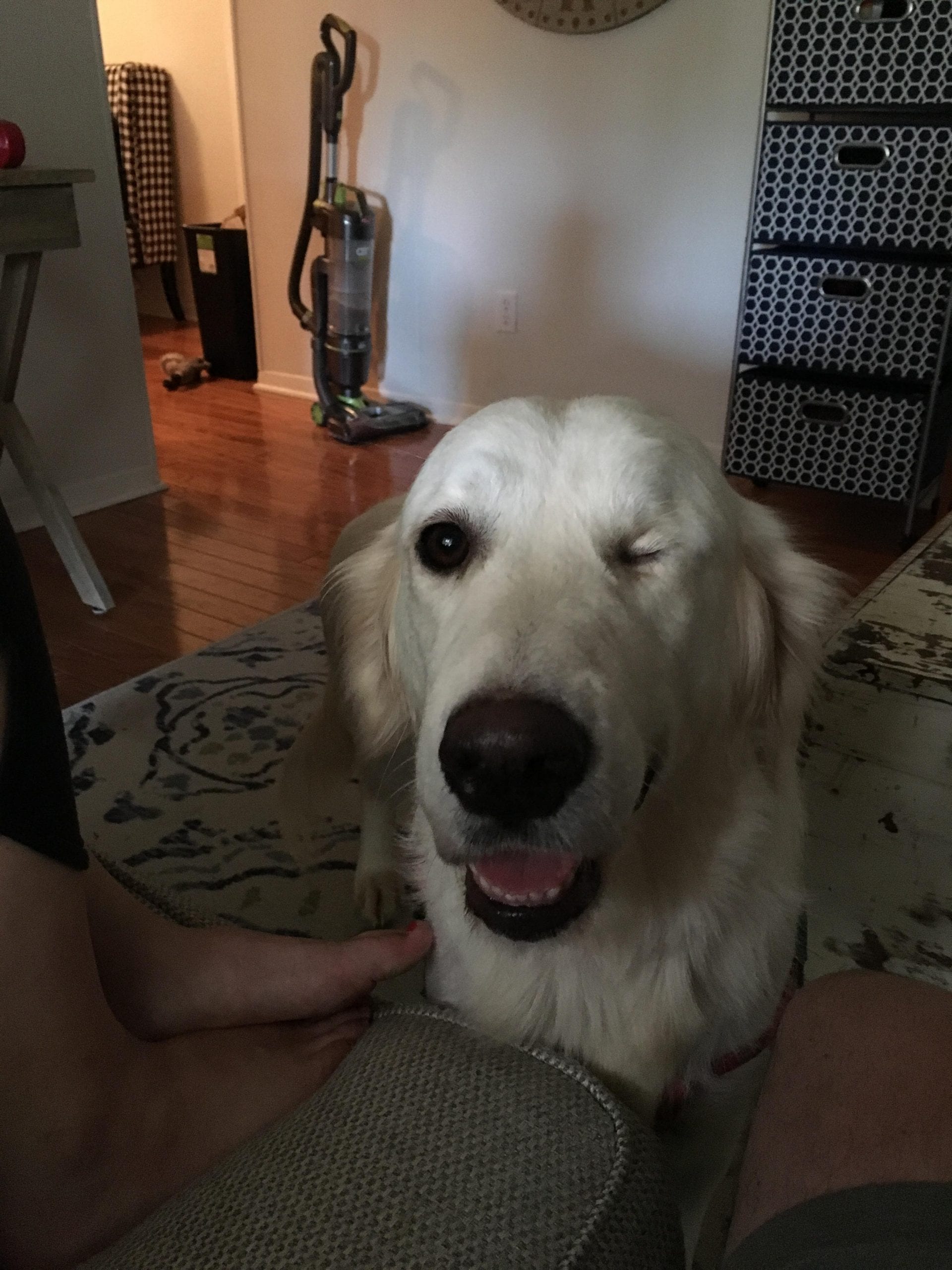 34 Priceless Pictures Of Cute Smiling Dogs