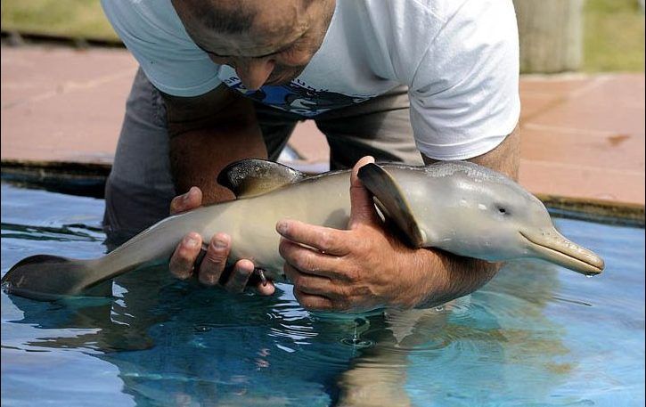 30 Seriously Cute Baby Animal Pictures