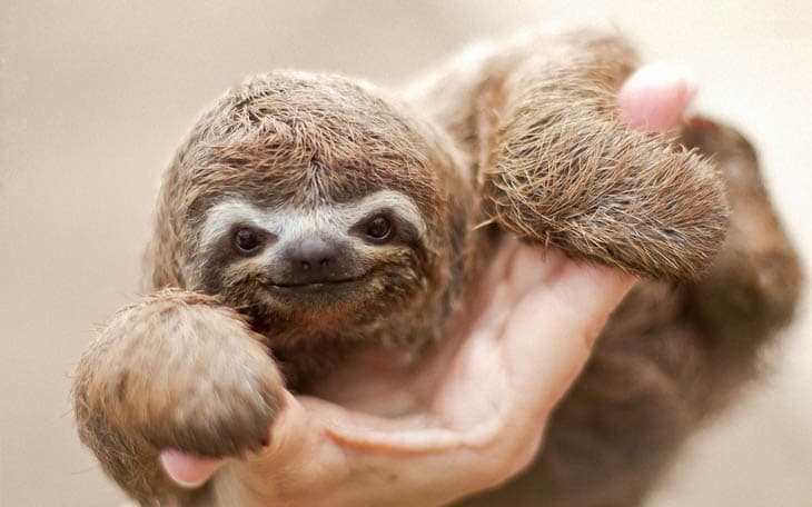 30 Seriously Cute Baby Animal Pictures 