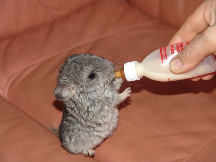 30 Seriously Cute Baby Animal Pictures 