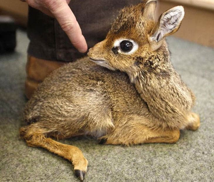 30 Seriously Cute Baby Animal Pictures 