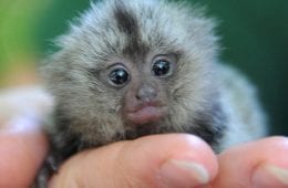 30 Seriously Cute Baby Animal Pictures