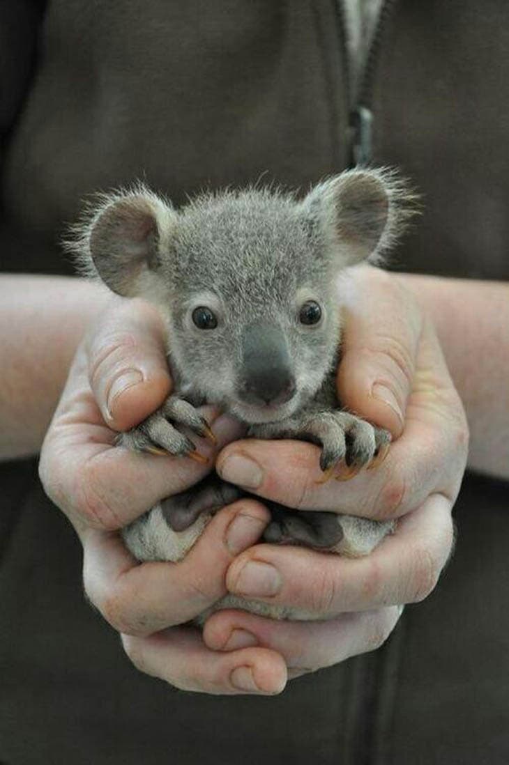30 Seriously Cute Baby Animal Pictures 