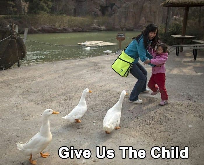 30 Great Bird Memes That Show Just How Superior Birds Are